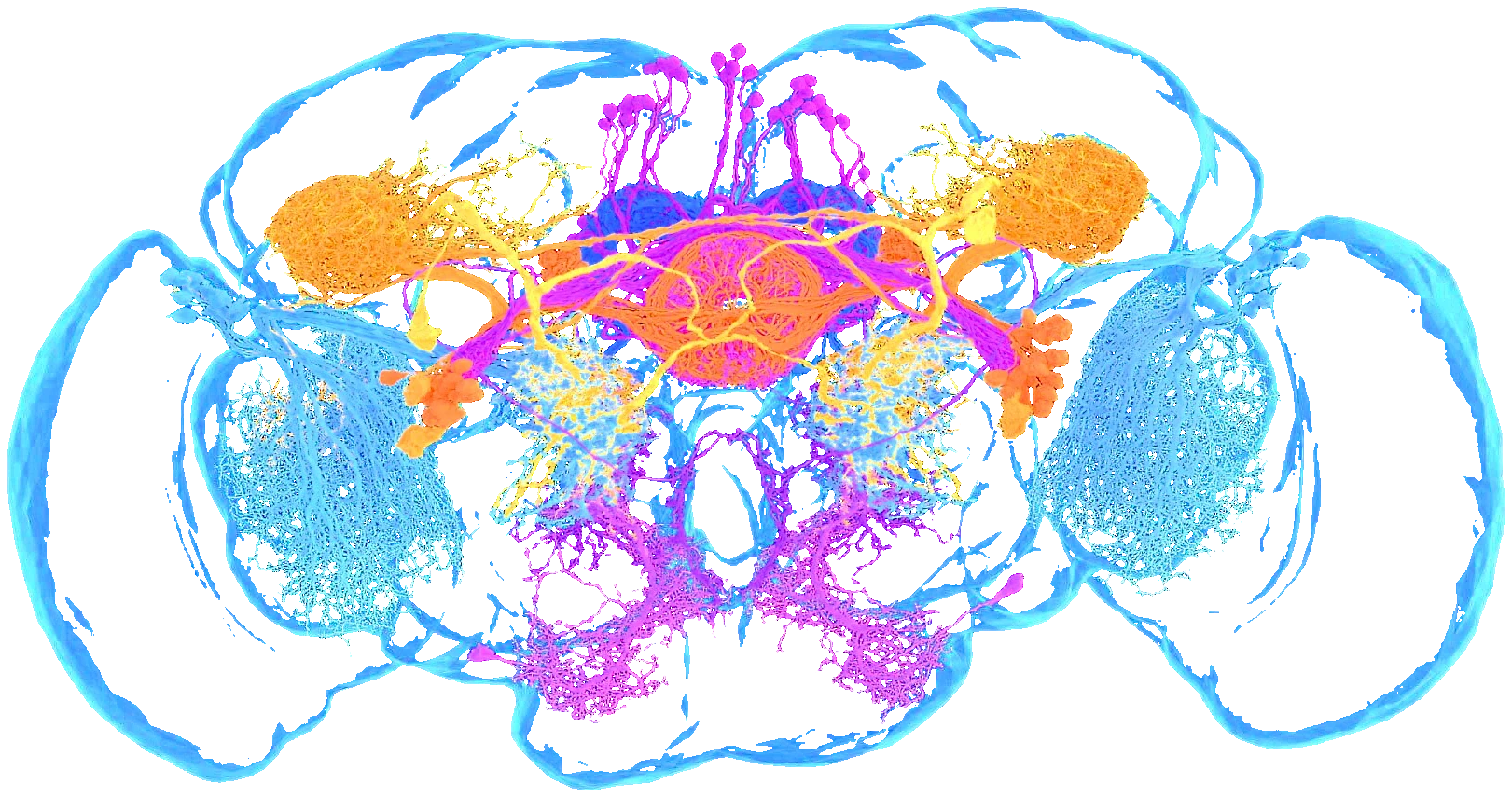 Rendering of an adult fruit fly brain from the FlyWire connectome, with optic lobes, mushroom bodies, and central complex neurons traced in blue, orange, and magenta.